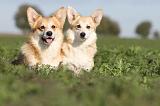 CORGI PEMBROKE 659